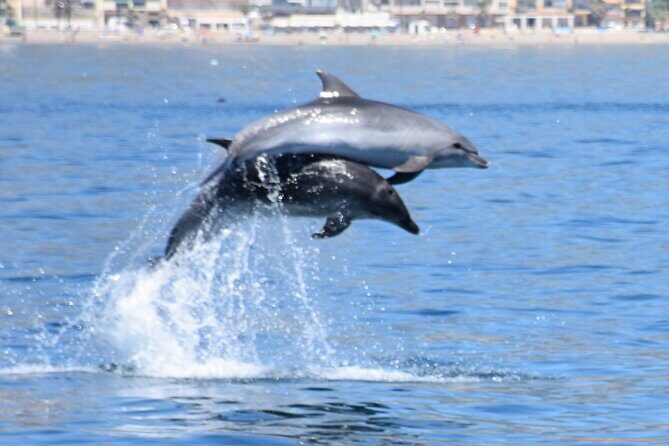 Dolphin Sightseeing Boat Tour from Benalmadena - Who is This Tour Best For?