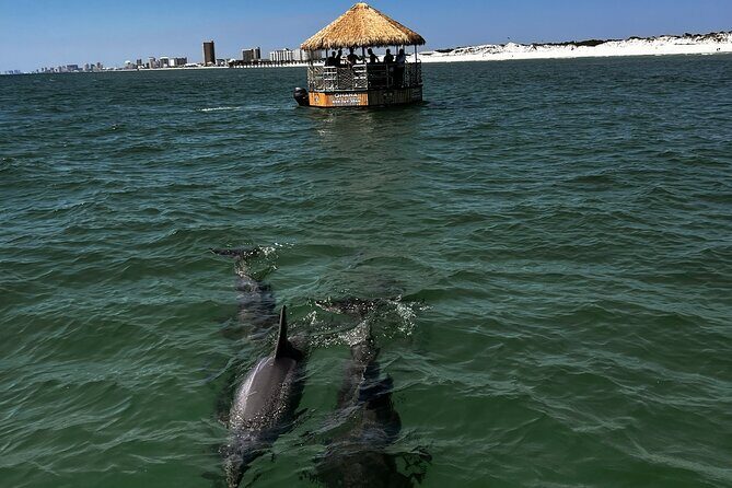 Dolphin Sightseeing Tiki Boat Tour 90 minutes - How Does It Compare?