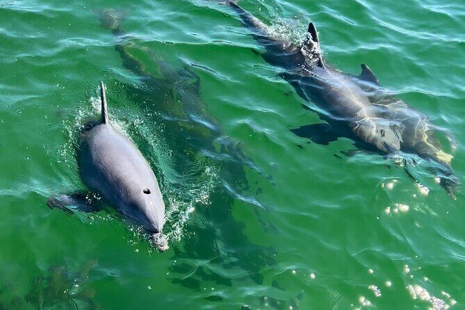 Dolphin Sightseeing Tour on Lazy Daze - Price and Value Analysis