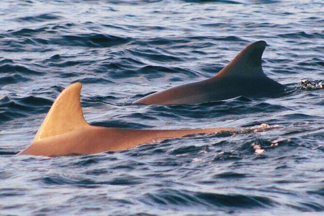 Dolphin Snorkel Tour - Key Points