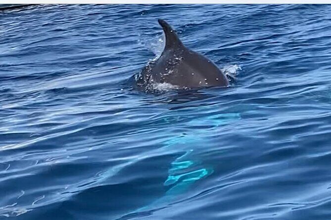 Dolphin-spotting SUP tour with Golfo Aranci aperitif - An In-Depth Look at the SUP Tour Experience