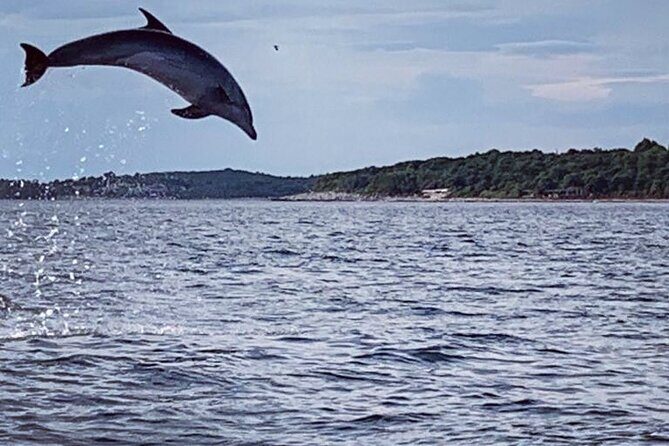 Dolphin Sunset Adventure with Speedboat - Key Points