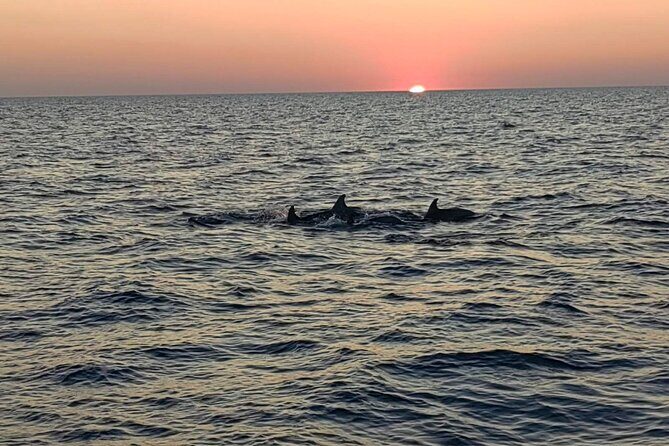 Dolphin & Sunset tour with Brijuni panorama - FAQ