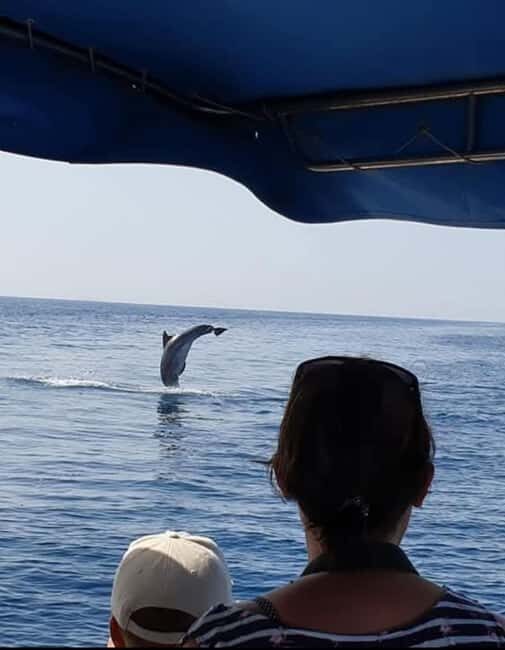 Dolphin tour 2 hours - The Experience: What You Can Expect