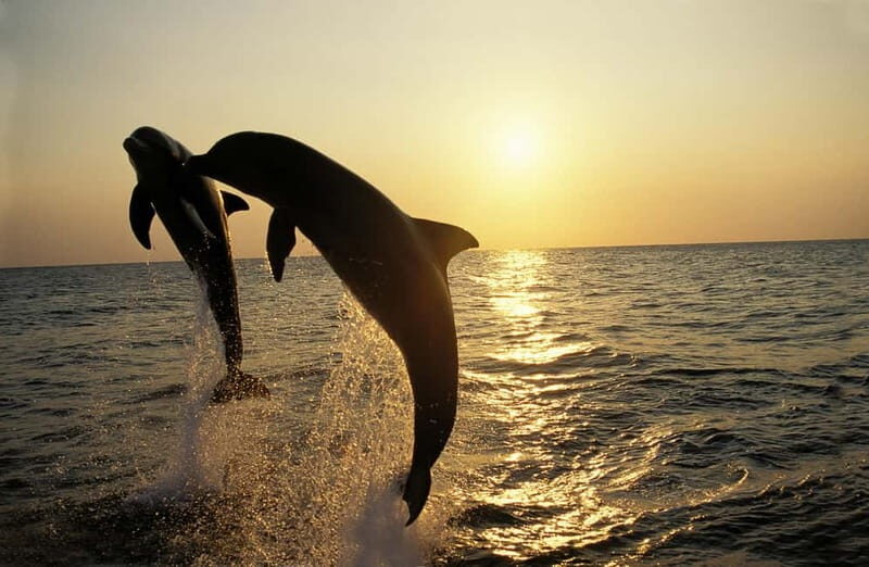 Dolphin Tour  85% chance - All inclusive Drinks + Dinner - A Detailed Look at the Experience