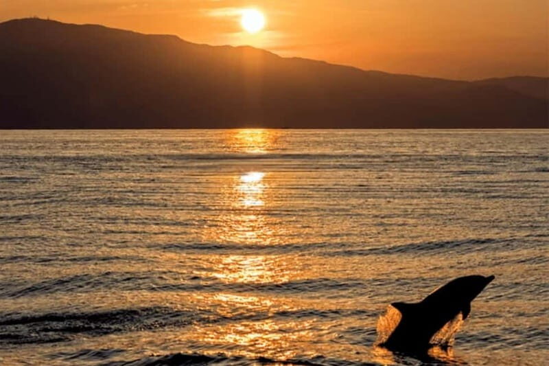 Dolphin Tour  85% chance - All inclusive Drinks + Dinner - The Sum Up: Is This Tour Worth It?