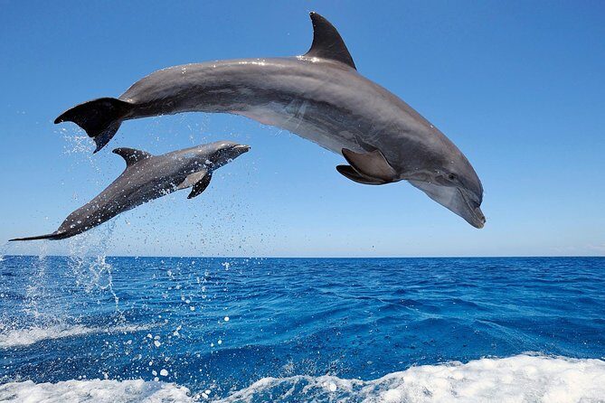 Dolphin Tour - Waterfall - Wanagiri Hill - Temple on the Lake - Free WiFi - Authentic Experiences and Insights from Reviewers