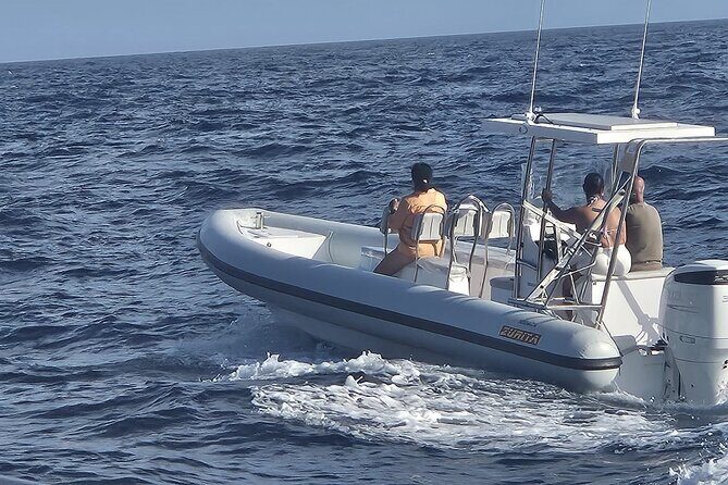 Dolphin Tours in Fuerteventura - What to Expect from the Dolphin Tour in Fuerteventura