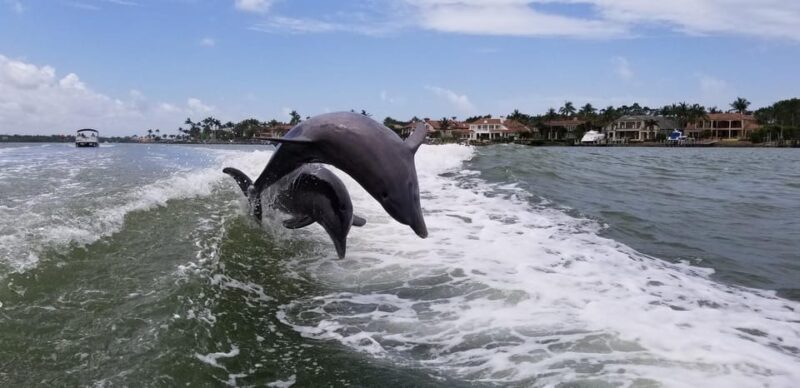 Dolphin Watch/Eco Cruise - FAQ
