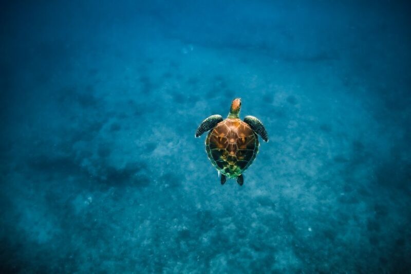 Dolphin Watch Snorkel and BBQ in Kona, Big Island - FAQ