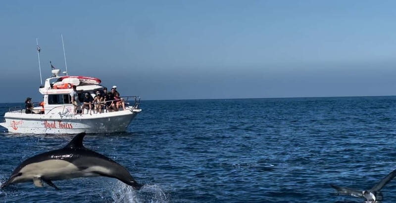 Dolphin Watch - An In-Depth Look at the Tour Experience