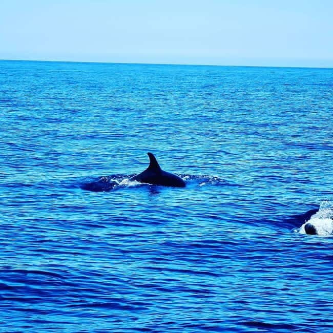 Dolphin Watch - Who Would Love This Tour?