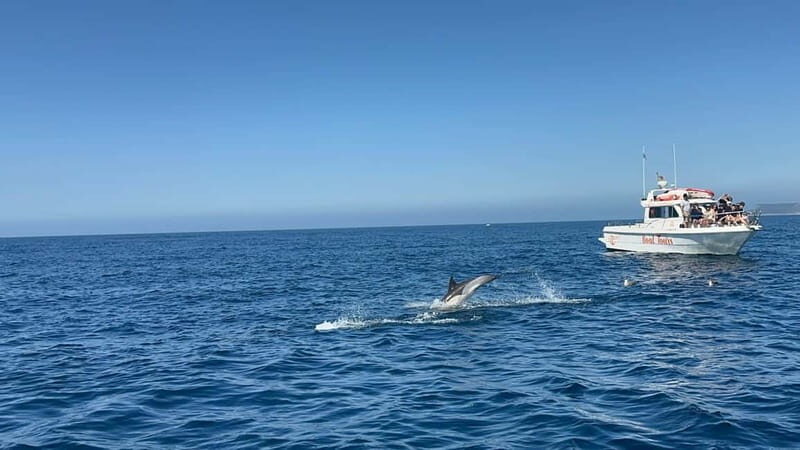 Dolphin Watch - Final Thoughts