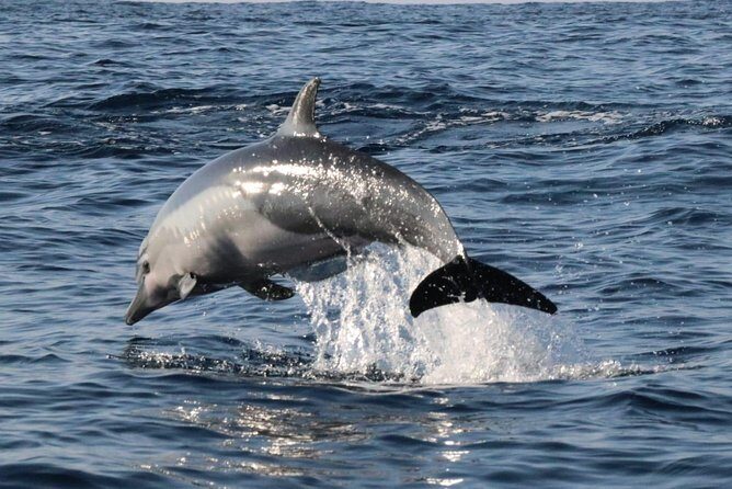 Dolphin Watching - The Itinerary in Detail