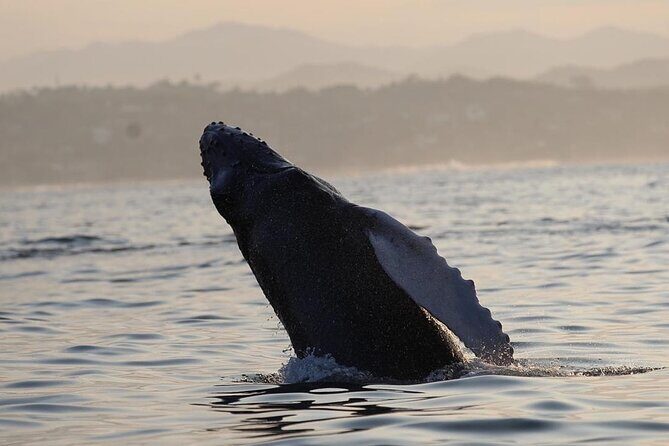 Dolphin Watching - Is it Worth the Price?