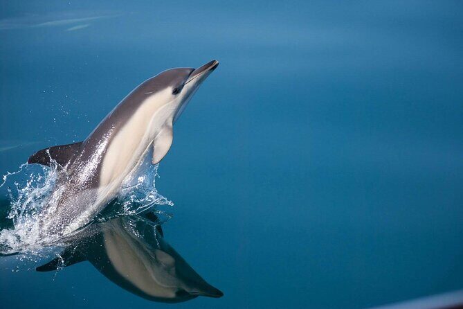 Dolphin Watching Adventure in Estepona Bay - What to Expect from Your Dolphin Watching Adventure