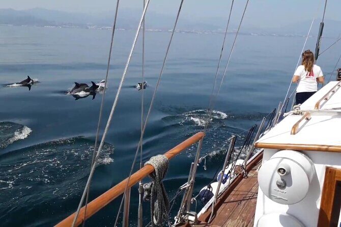 Dolphin Watching Adventure in Estepona Bay - The Sum Up