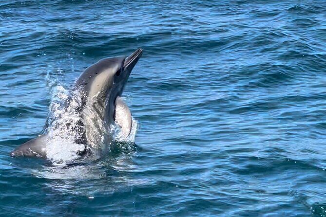 Dolphin Watching and Boat Tour in Sesimbra - The Sum Up