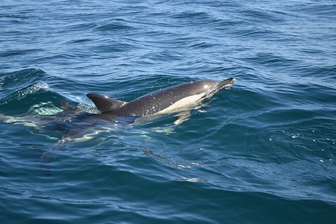 Dolphin Watching and Cave Tour from Vilamoura - Final Thoughts
