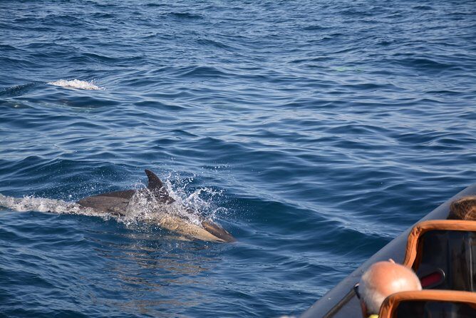 Dolphin Watching and Cave Tour from Vilamoura - FAQ