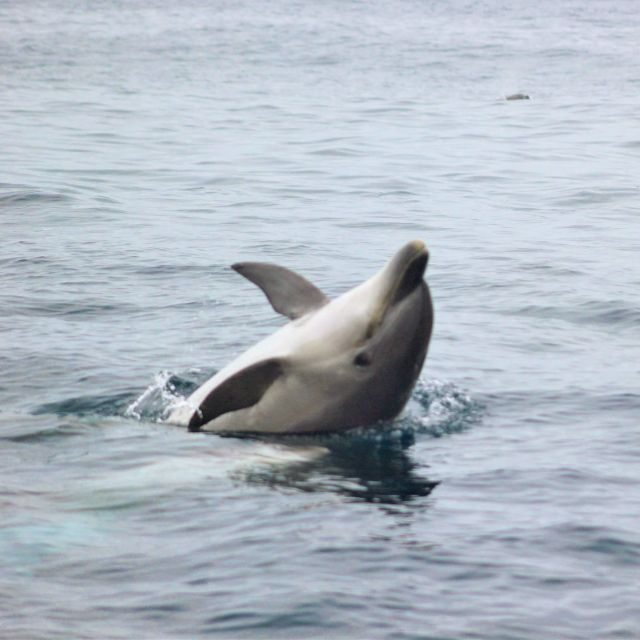 Dolphin Watching and Local Caves - FAQ