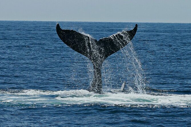 Dolphin Watching and Marine Life on the Coast of Oaxaca - What Makes This Dolphin Watching Tour Special?