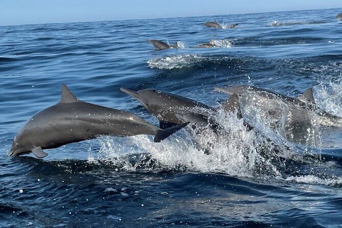 Dolphin Watching and Marine Life on the Coast of Oaxaca - Who Will Enjoy This Tour?