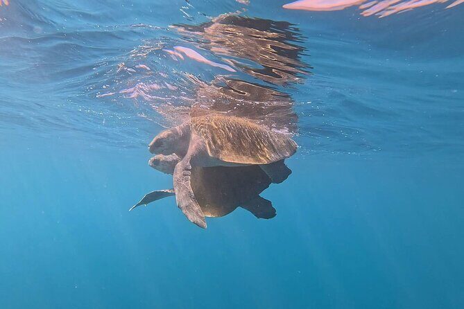 Dolphin Watching and Marine Life on the Coast of Oaxaca - FAQ: Your Questions Answered