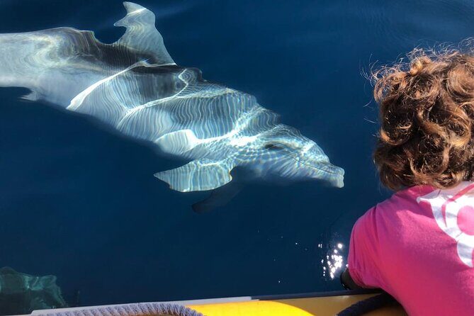 Dolphin watching and snorkeling in Figarolo - Key Points