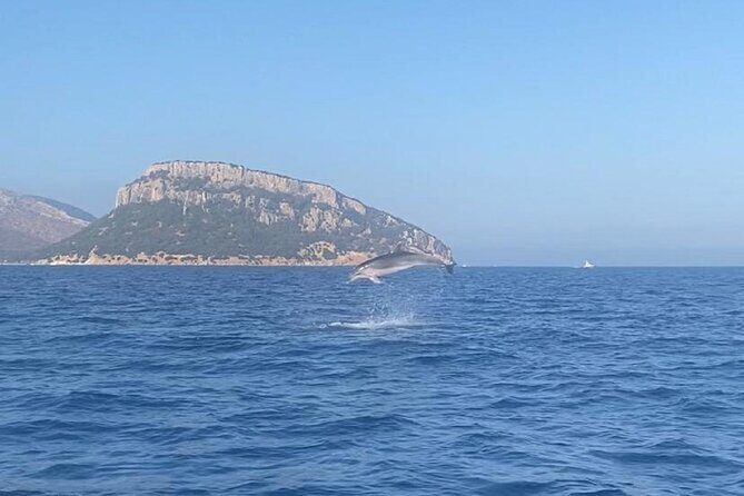 Dolphin Watching and Snorkeling in Figarolo in Sardinia - Dolphin Watching and Snorkeling in Figarolo in Sardinia: An Honest Review