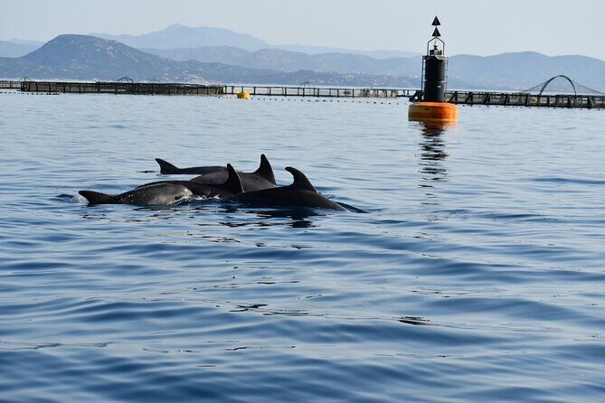 Dolphin Watching and Snorkeling in Figarolo in Sardinia - Key Points