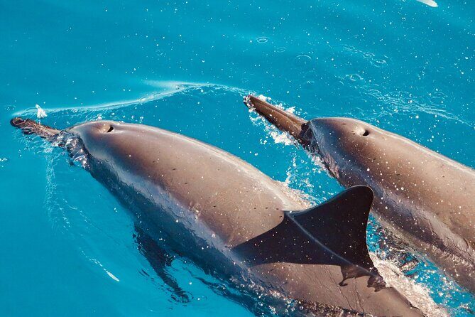 Dolphin Watching and Snorkeling on the West Coast of Oahu - Who Will Love This Tour?
