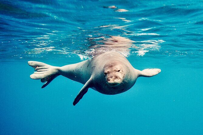 Dolphin Watching and Snorkeling on the West Coast of Oahu - FAQ