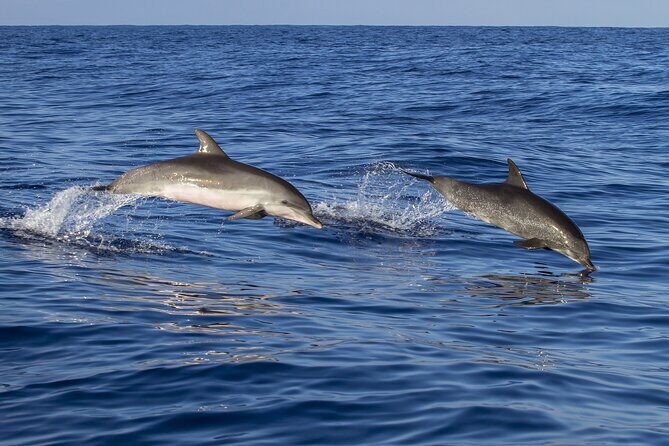 Dolphin watching and wildlife from Faro - Who Should Consider This Tour?