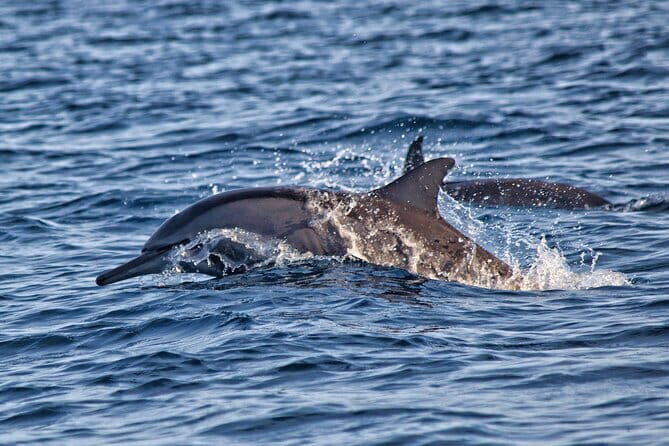 Dolphin Watching at Lovina Beach and North Bali Sightseeing Tour - FAQ