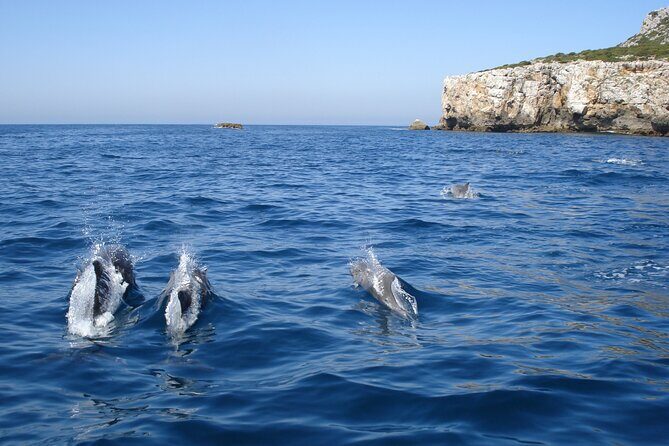 Dolphin Watching at the Arrabida (Lisbon region) - Final Thoughts