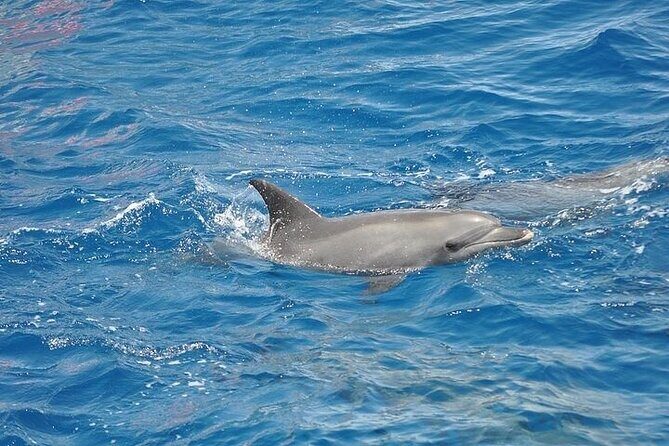Dolphin Watching Boat Excursion to Figarolo Island from Olbia - What to Expect on this Sardinian Marine Adventure