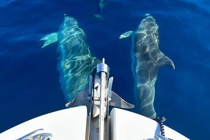 Dolphin Watching Boat Excursion to Figarolo Island from Olbia - Who Will Love This Tour?
