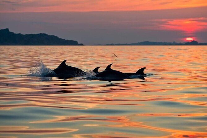 Dolphin Watching Boat Excursion to Figarolo Island from Olbia - The Sum Up