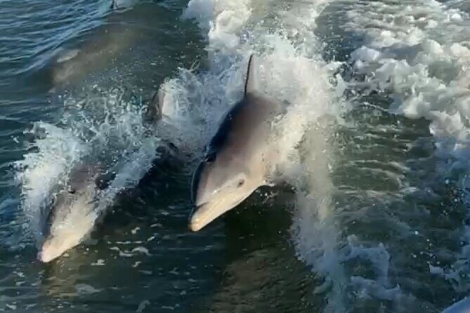 Dolphin Watching boat tour around Anna Maria Island - An Introduction to the Experience