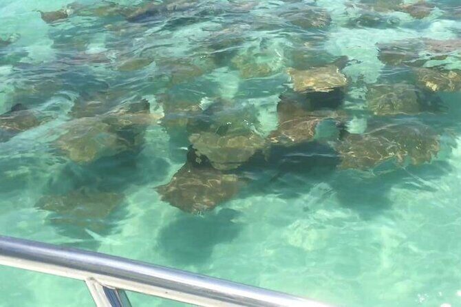 Dolphin Watching boat tour around Anna Maria Island - The Practicalities