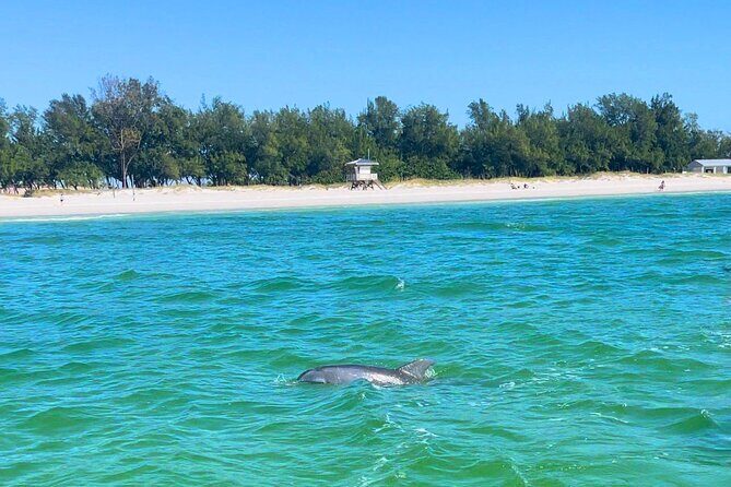 Dolphin Watching boat tour around Anna Maria Island - The Sum Up