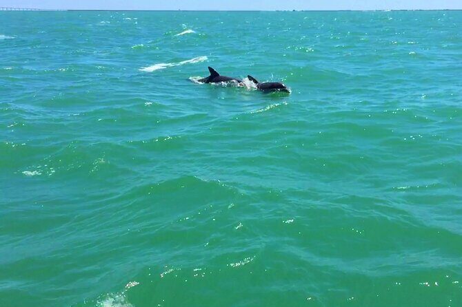 Dolphin Watching boat tour around Anna Maria Island - FAQ