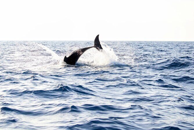 Dolphin watching by boat - An In-Depth Look at the Mallorca Dolphin Watching Boat Tour