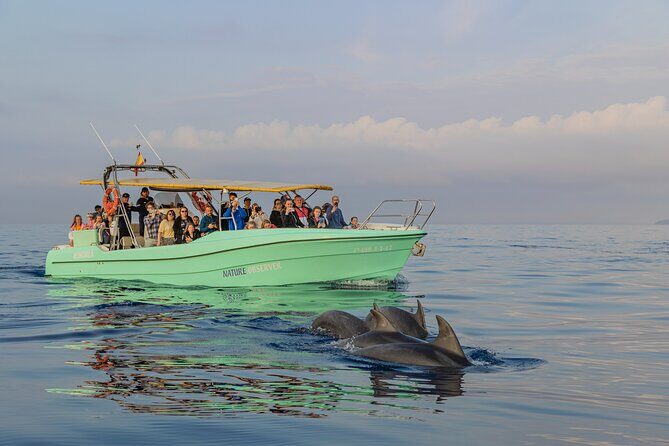 Dolphin watching by boat - Key Points