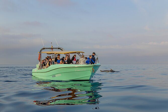 Dolphin watching by boat - The Sum Up: Who Will Love This Tour?