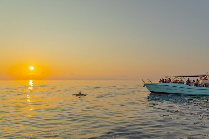Dolphin watching by boat - FAQ: Your Quick Guide to the Dolphin Watching Tour