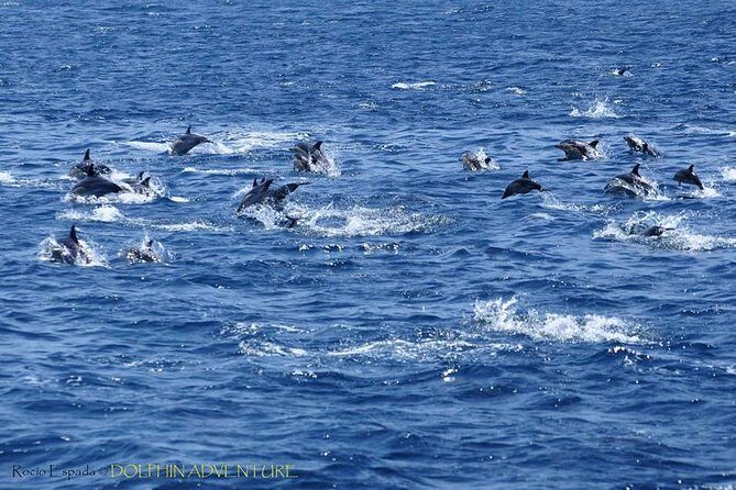 Dolphin Watching Excursion in Gibraltar - A Deep Dive into the Gibraltar Dolphin Watching Experience