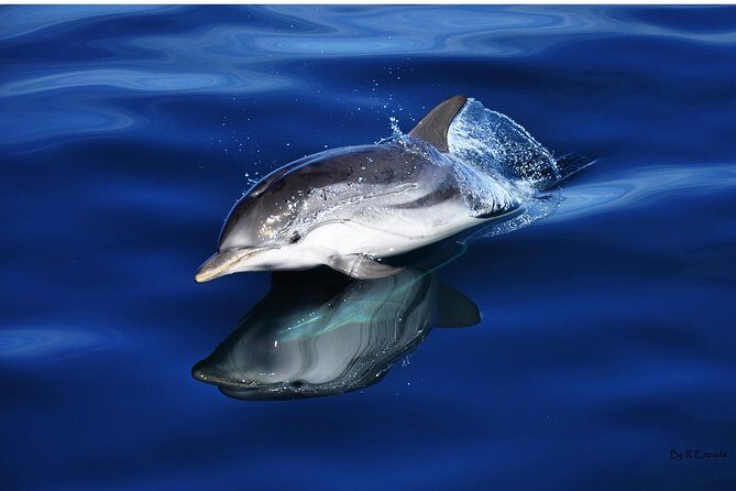 Dolphin Watching Excursion in Gibraltar - Frequently Asked Questions