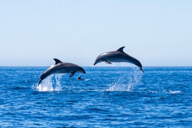 Dolphin Watching from Lagos with Marine Biologists - Why We Love This Dolphin-Watching Tour